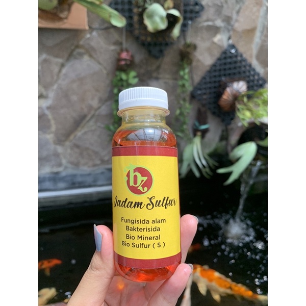 JADAM SULFUR OBAT Aglonema ☀️☀️☀️