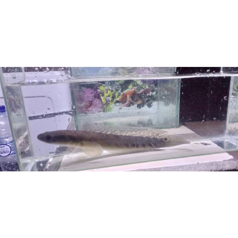 

Channa maru yellow sentarum 25cm