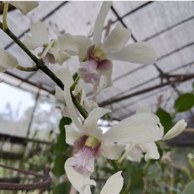 Tanaman Hias Anggrek Dendrobium Capung Bali