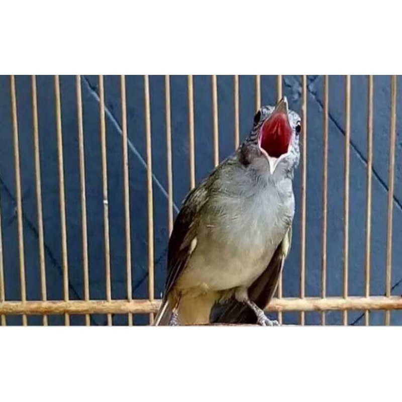 kapas tembak gacor bagus