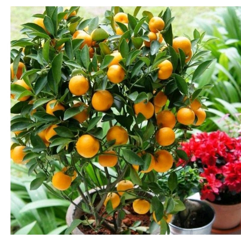 bibit jeruk santang madu daun berbuah Original