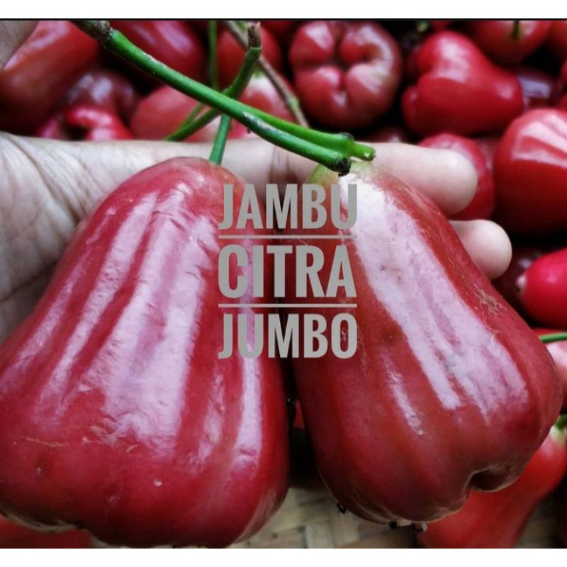 BIBIT BUAH JAMBU CITRA / BIBIT JAMBU AIR