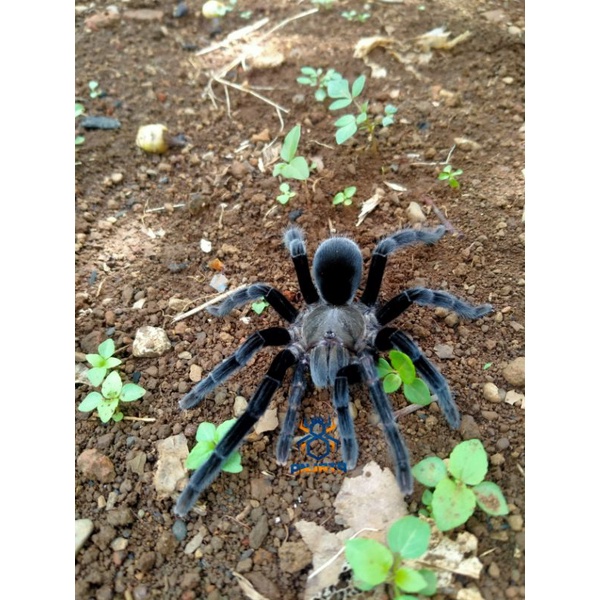 Selenocosmia Sp Sumatrana