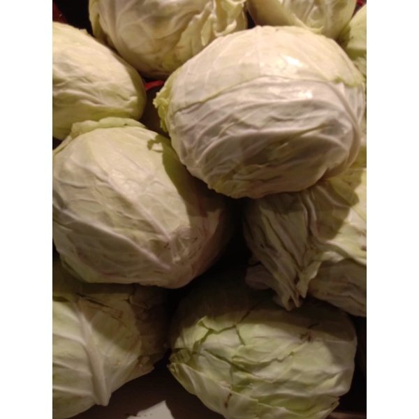 

kol/white cabbage/500 gram Rp 6.000