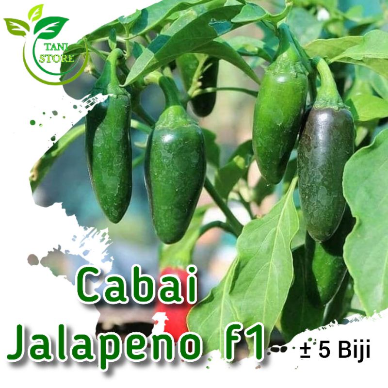 ±5 Biji benih cabe jalapeno f1 hibrida_bibit cabai hias