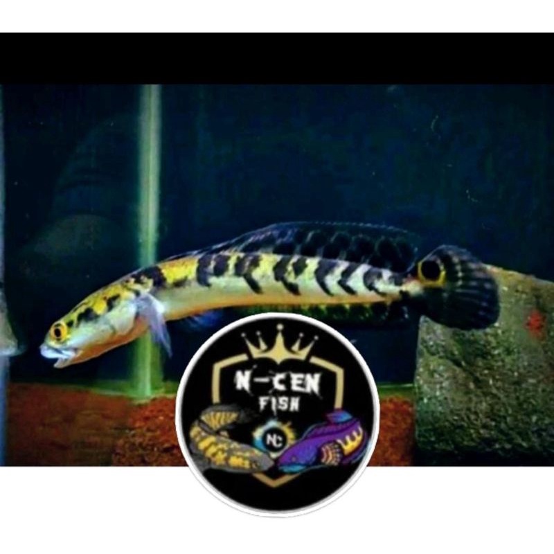 D. O. A   YELLOW MARU BORNEO FIN BATIK 14CM KWALITAS