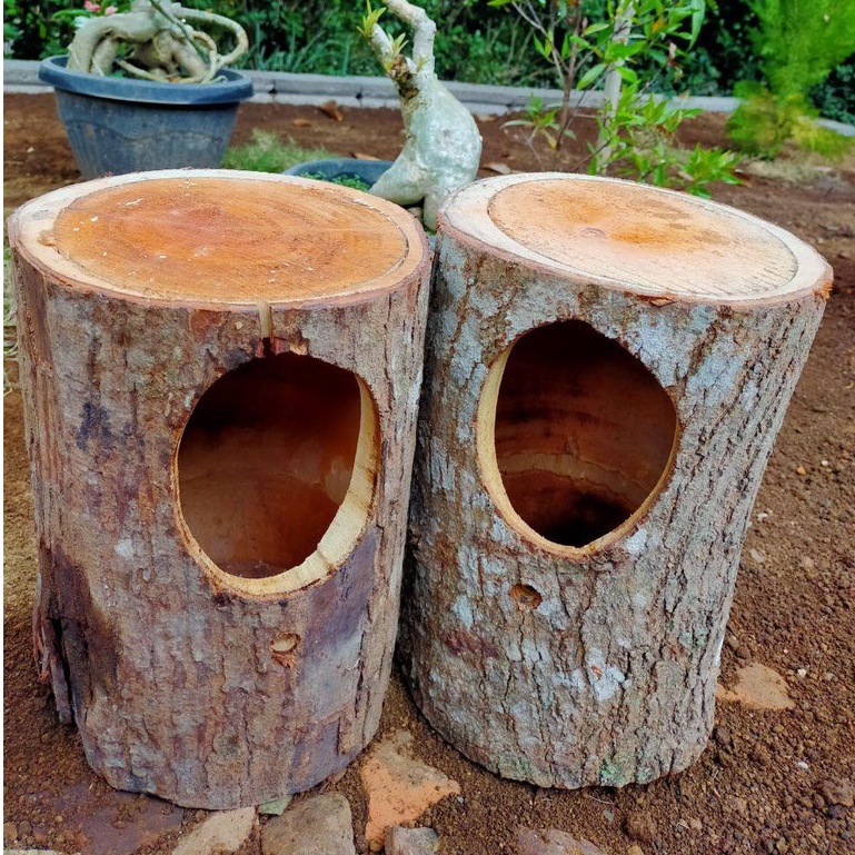 GELODOK MURAI BATU BATANG POHON SARANG BERTELUR BURUNG MURAI BATU