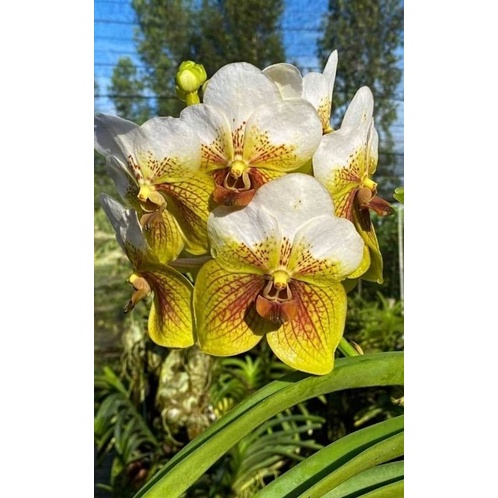 Anggrek Vanda hybrid ( lamellata )
