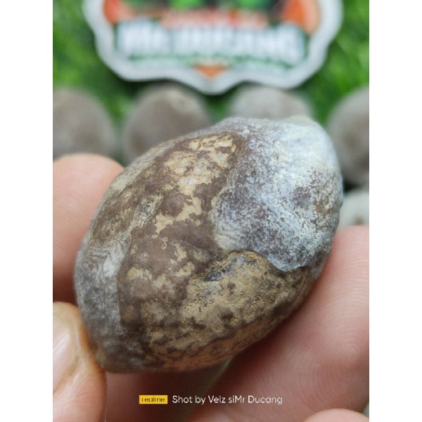 MUNCANG ADU ANAK SIPAIT MALANGBONG