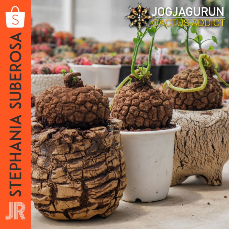 Stephania Suberosa Original