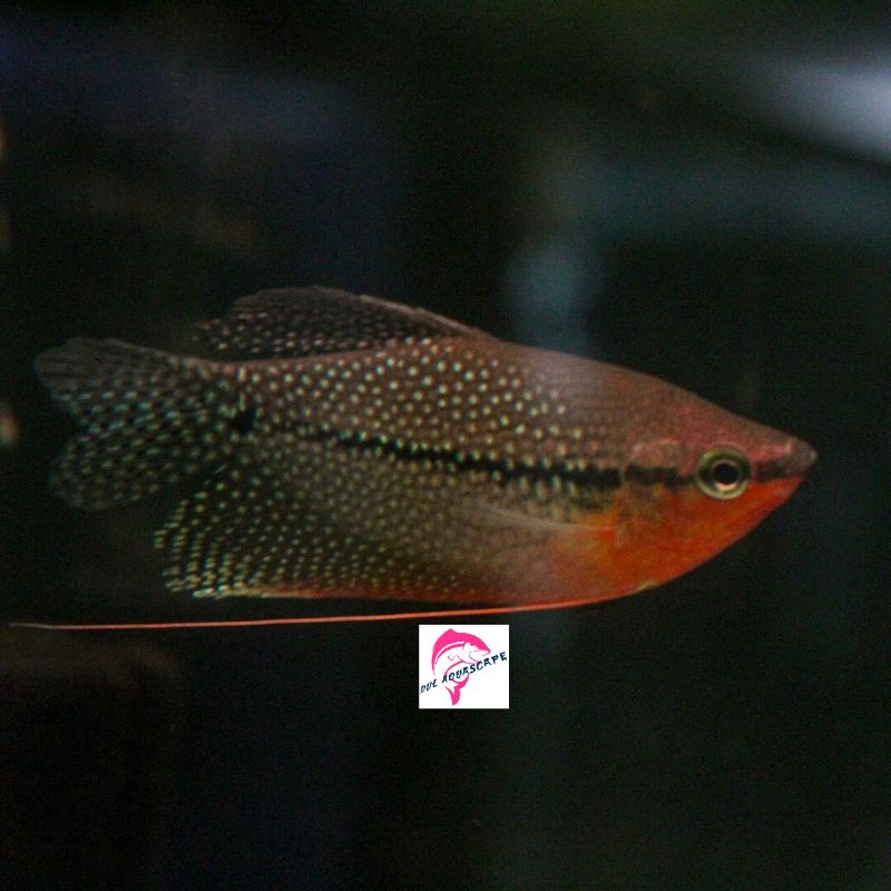 Hiasan aquarium / sepat mutiara aquascape