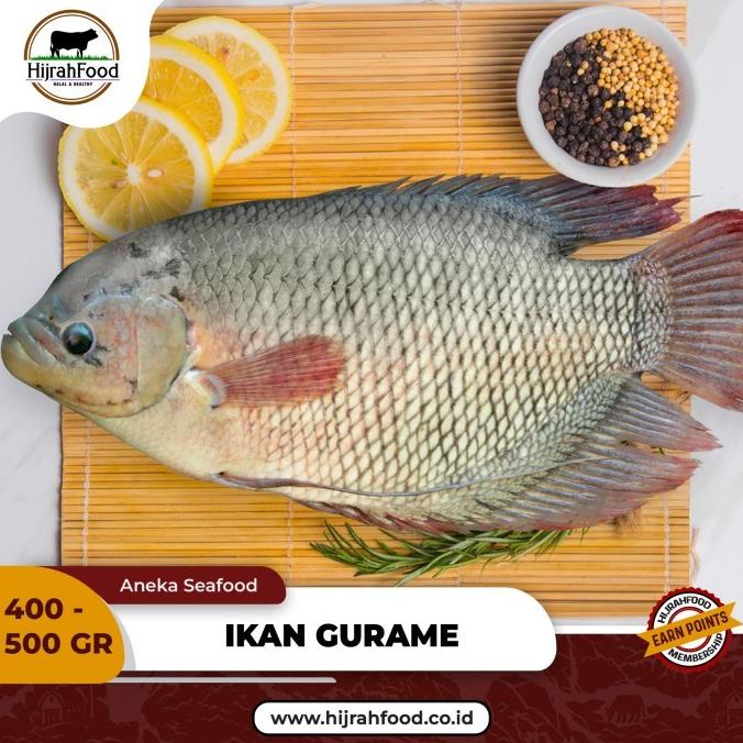 

Ikan Gurame | Gourami Fish Frozen ( 400-500 gr / ekor)