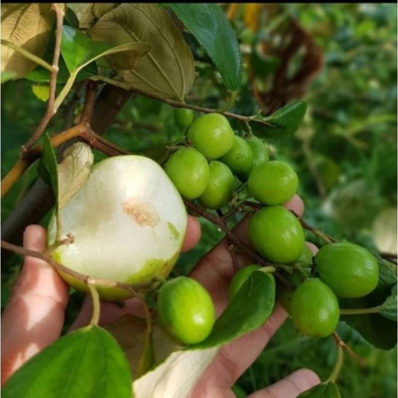 bibit tanaman buah apel putsa/apel india