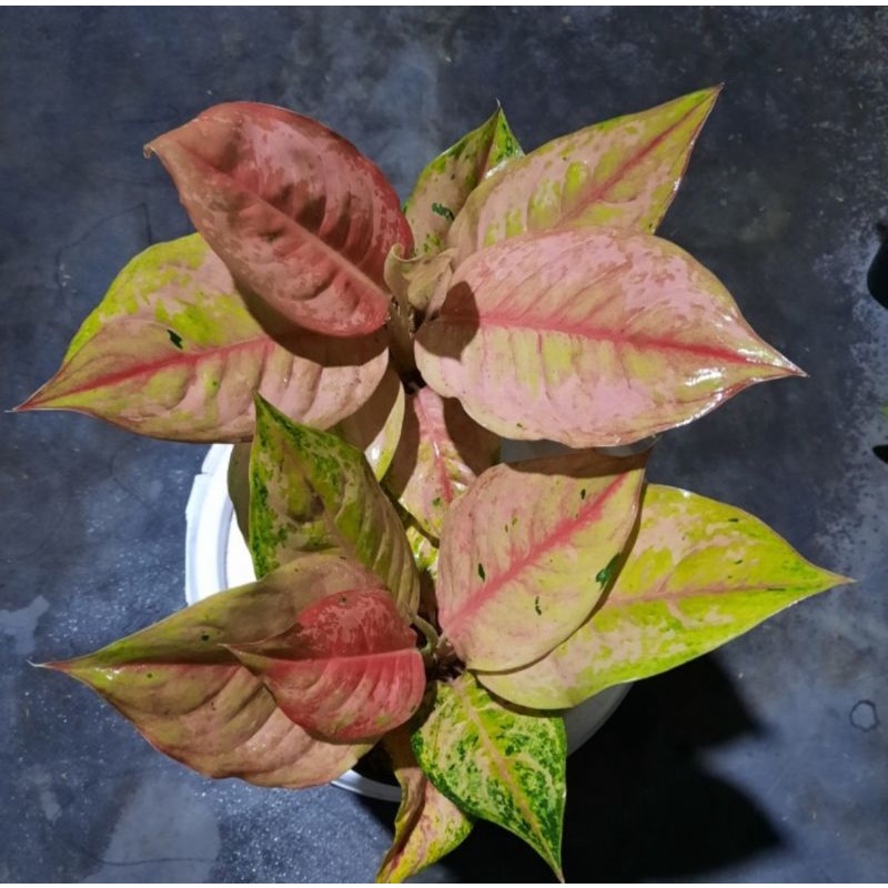 Aglonema light of diamond (LOD)