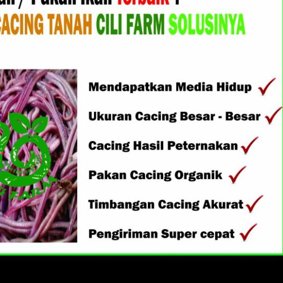 Cacing tanah lumbricus (ANC) 1 KG Murni