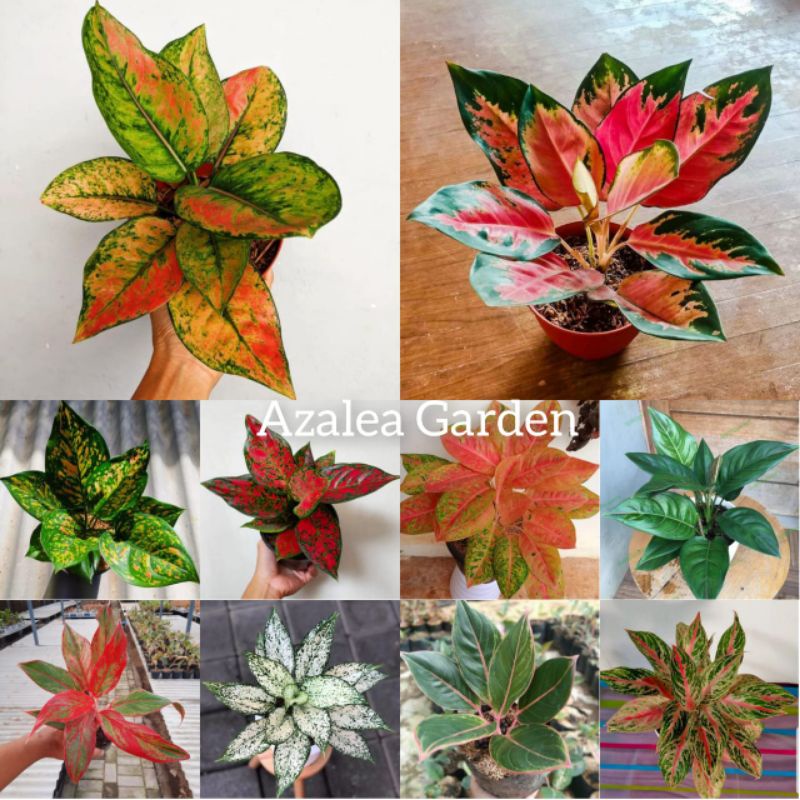 PAKET BUNGA AGLONEMA  10 JENIS