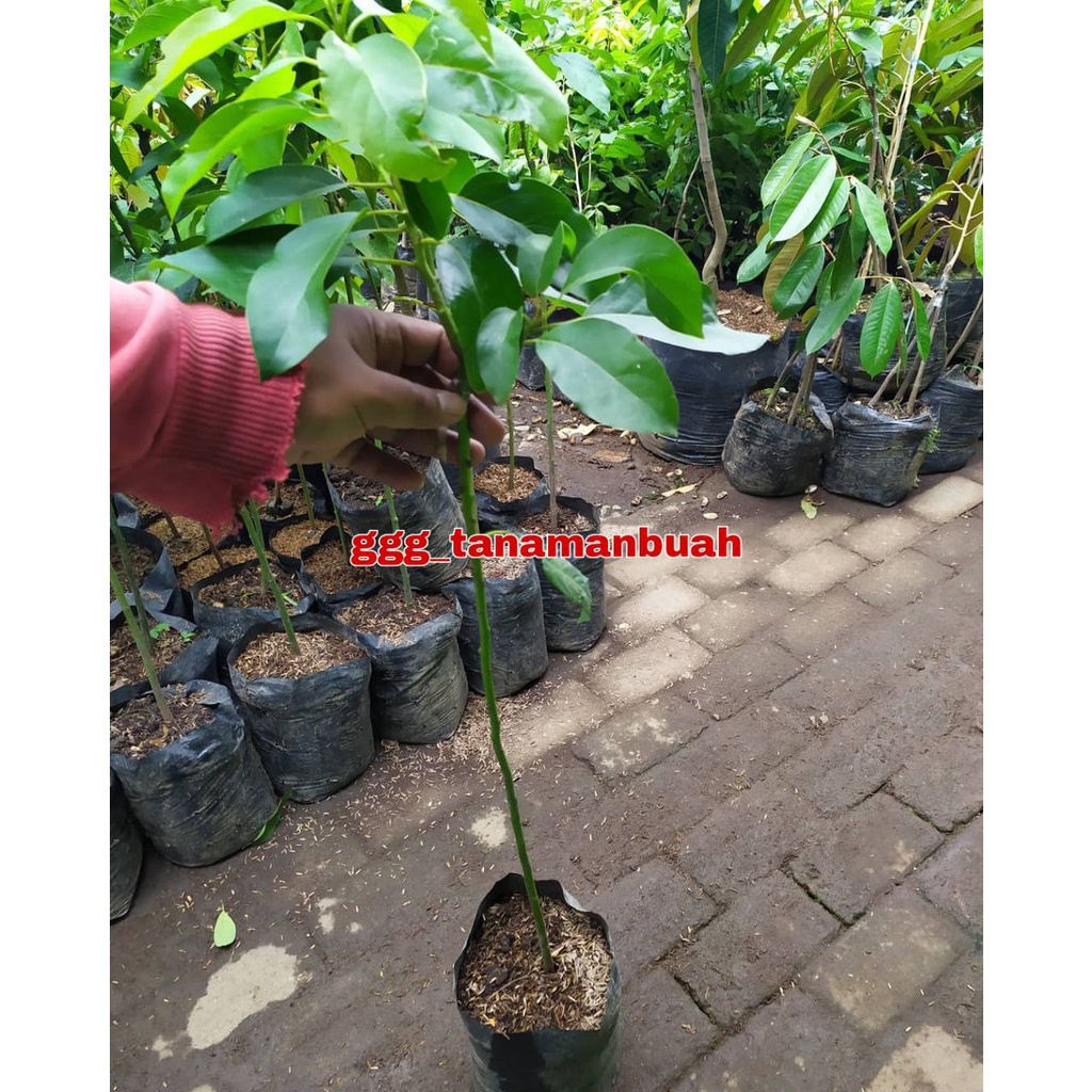 Bibit Alpukat Hawai atau Pluwang Jumbo Super