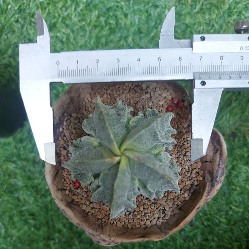 Astrophytum Myrio Fukuryu Onzuka Var kohyo