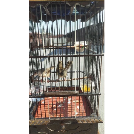 burung ciblek kristal anakan jantan mandiri