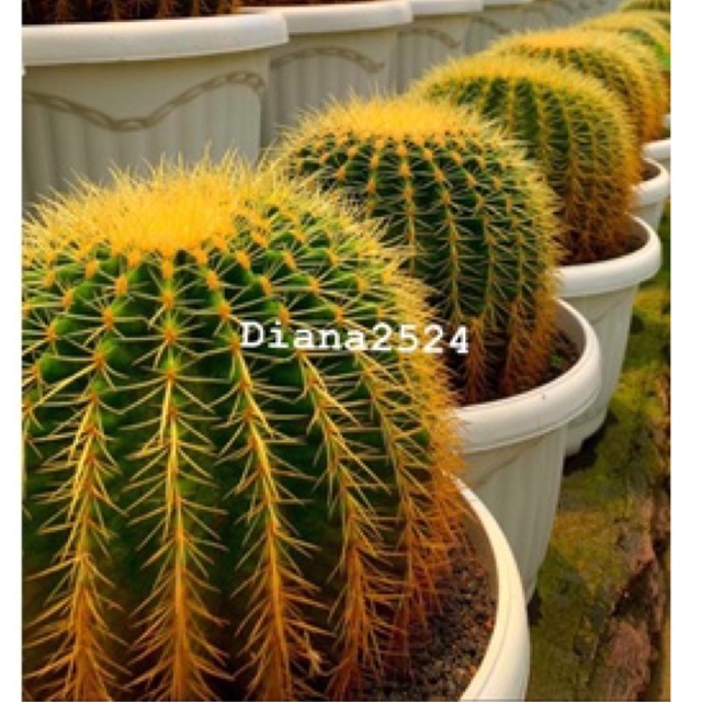 Golden Barrel On Pot 50 cm