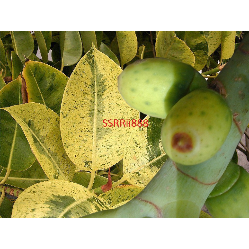 20 Benih Ficus Elastica Shivereana (biji bukan buah)