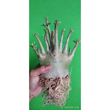 Adenium Arabicum Hibrid