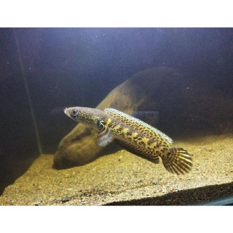 Chana Auranti Size 5-6 cm CB Bukan tangkapan alam