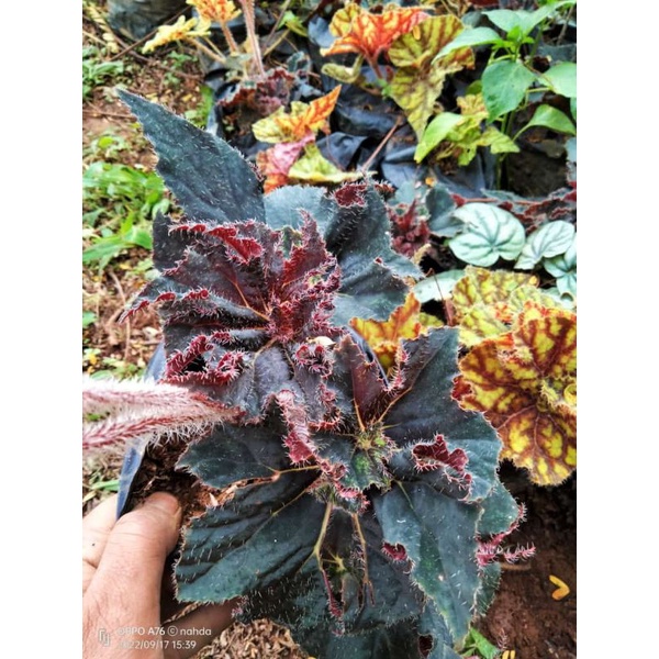 begonia keong hitam/gelung bandung
