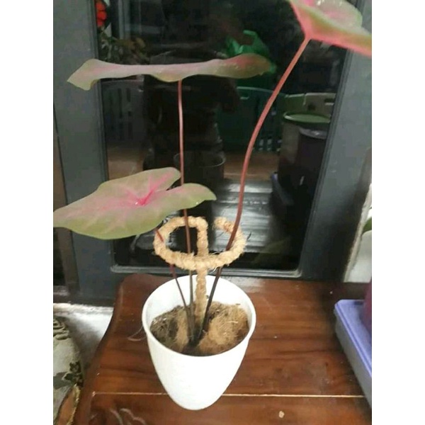 turus keladi/turus keladi penyangga tanaman