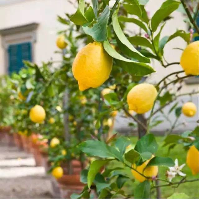 BIBIT TANAMAN LEMON BERBUAH / BIBIT TANAMAN LEMON BERBUNGA
