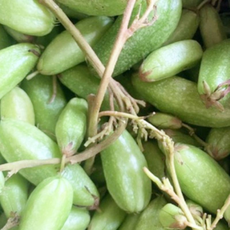

Belimbing wuluh per 500 gram untuk herbal