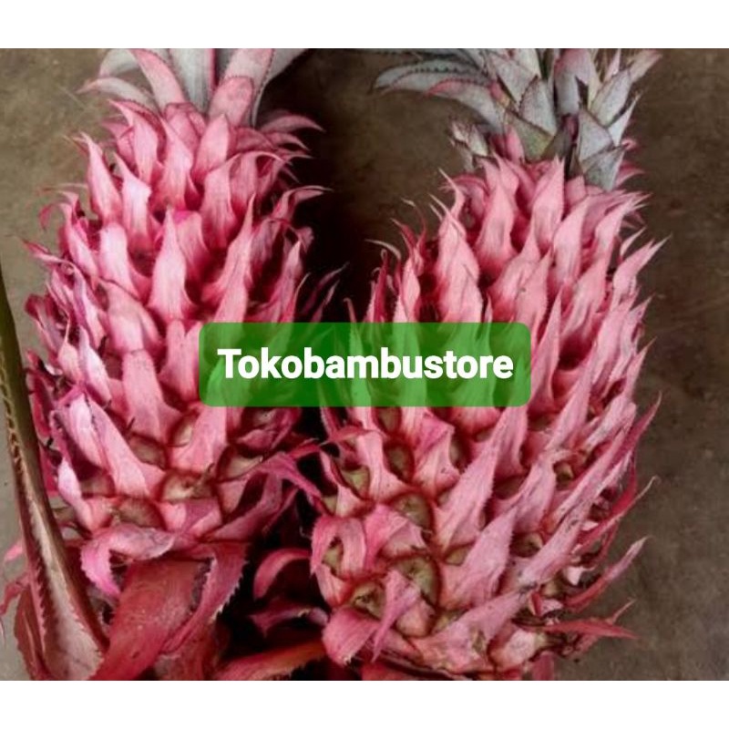 

Jual buah nanas muda nanas merah paket 500 gram