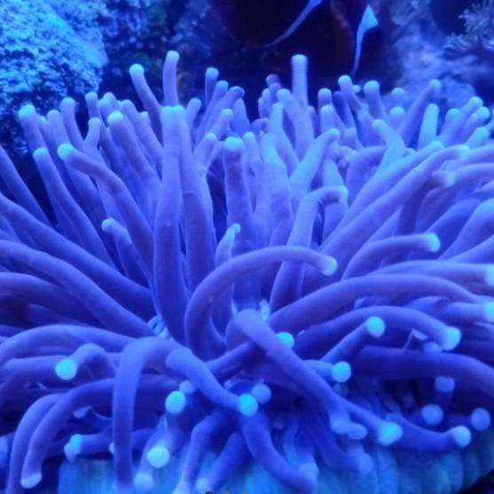 Aquarium Anemon Piring