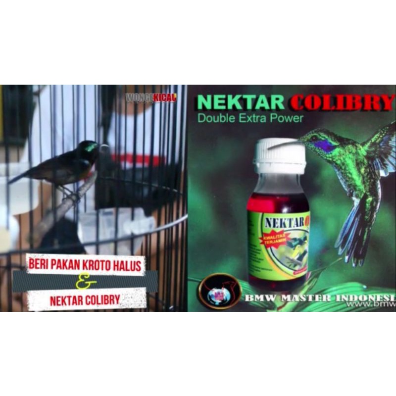 NEKTAR COLIBRI BMW PENGGACOR