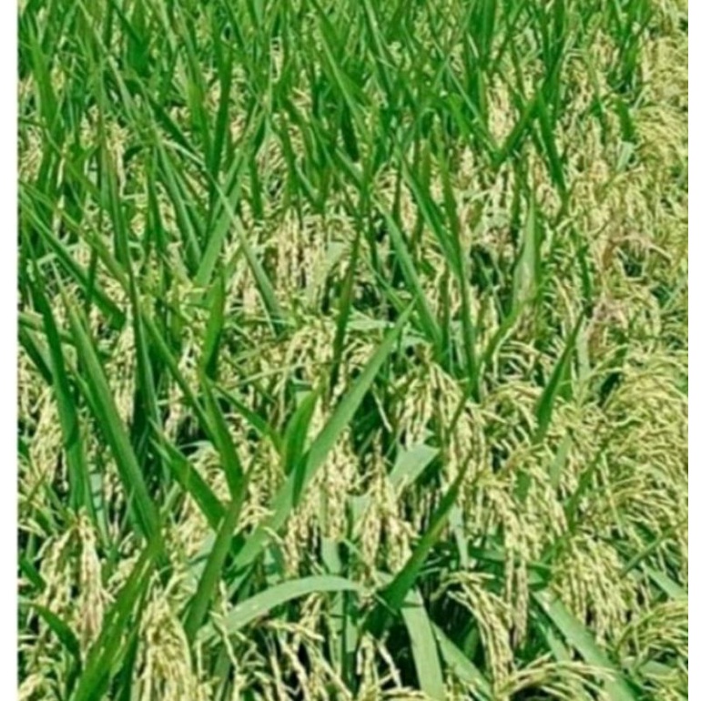 Promo Gabah Berkualitas INPARI SIDENUK Super 5kg