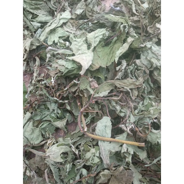 

Daun Insulin kering obat herbal 100g