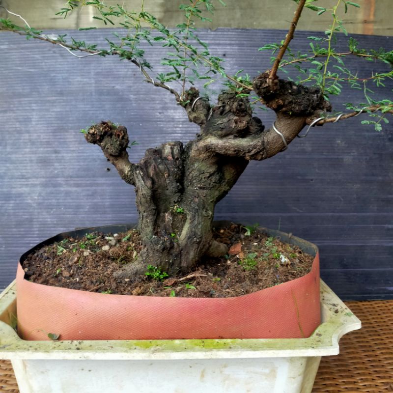 bahan bonsai arabika klempis ireng