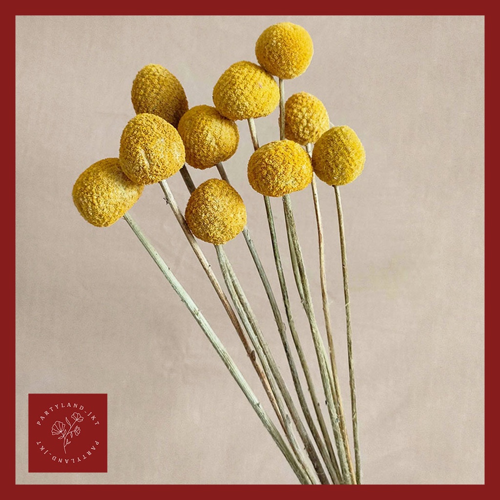 Dried Flower Jumbo Billy Button/ Craspedia Bunga Kering Asli Hiasan Ruangan Buket