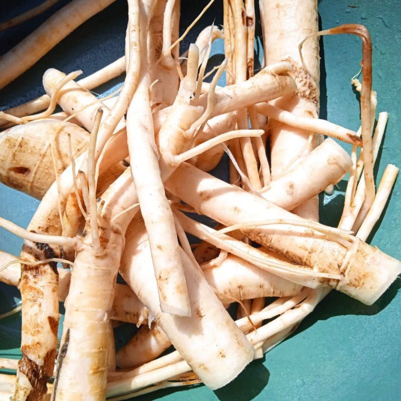 

Akar Pohon Pepaya Segar Per 1 Kg Steril