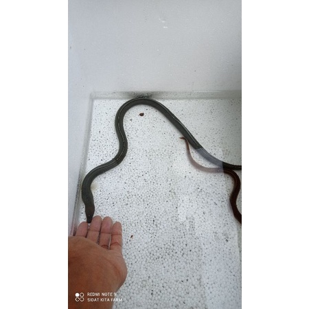 Pelus Pucuk Mirip Ikan Sidat Hias (Bukan Sidat tapi mirip Sidat) Berat +- 100gram