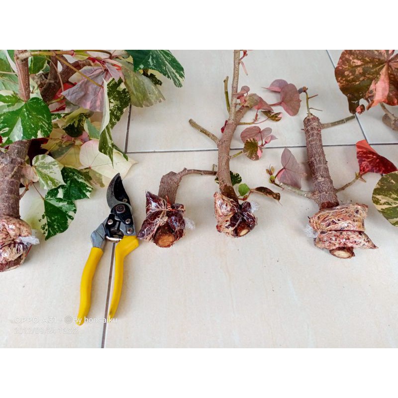 Waru Varigata / Waru Merah ( Bahan Bonsai )