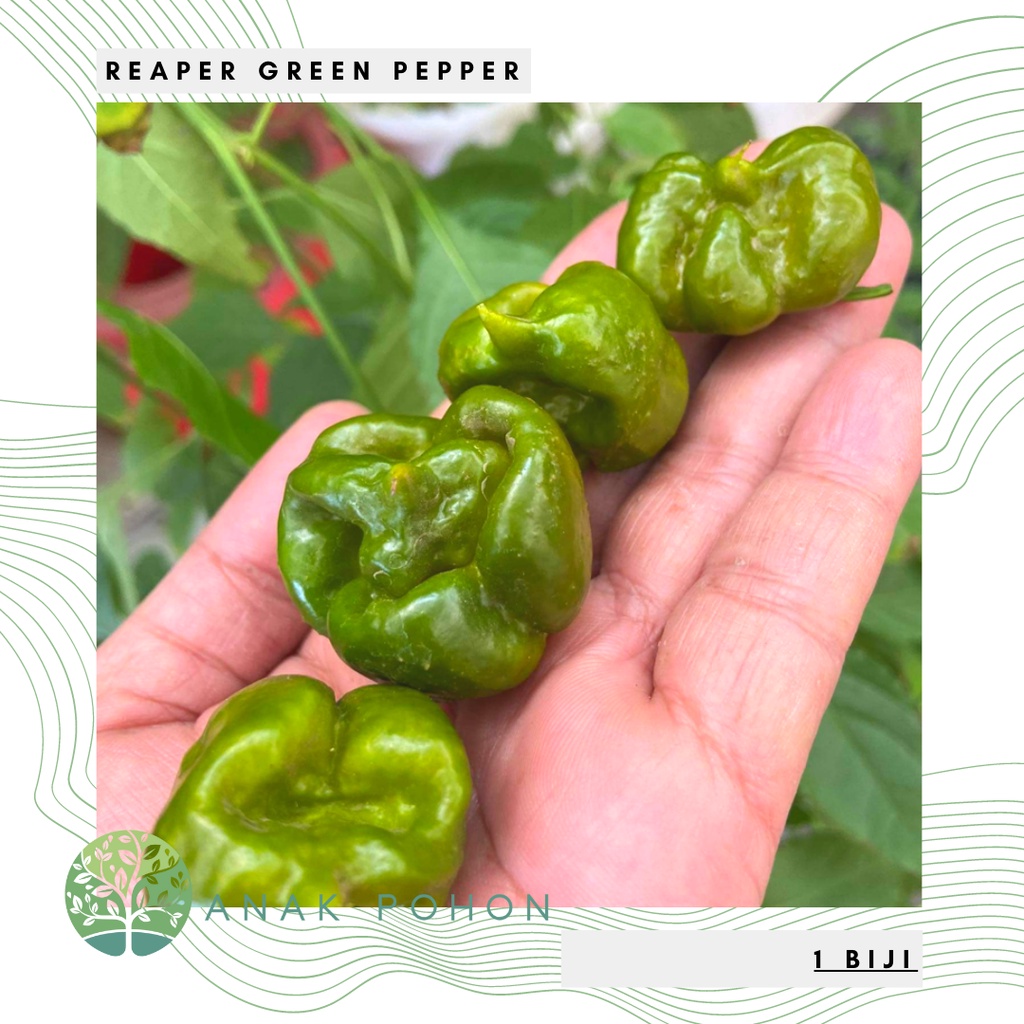 Benih Bibit Biji - Cabai Reaper Green Pepper Cabe Super Pedas Seeds