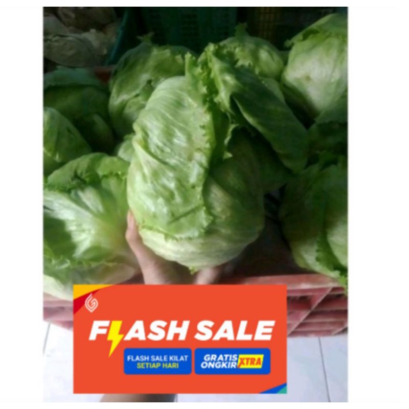 

letuce murah segar