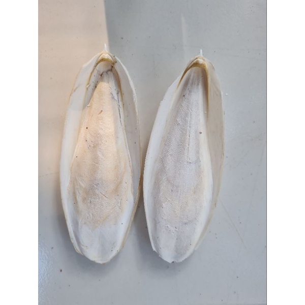 Sotong tulang sotong kering