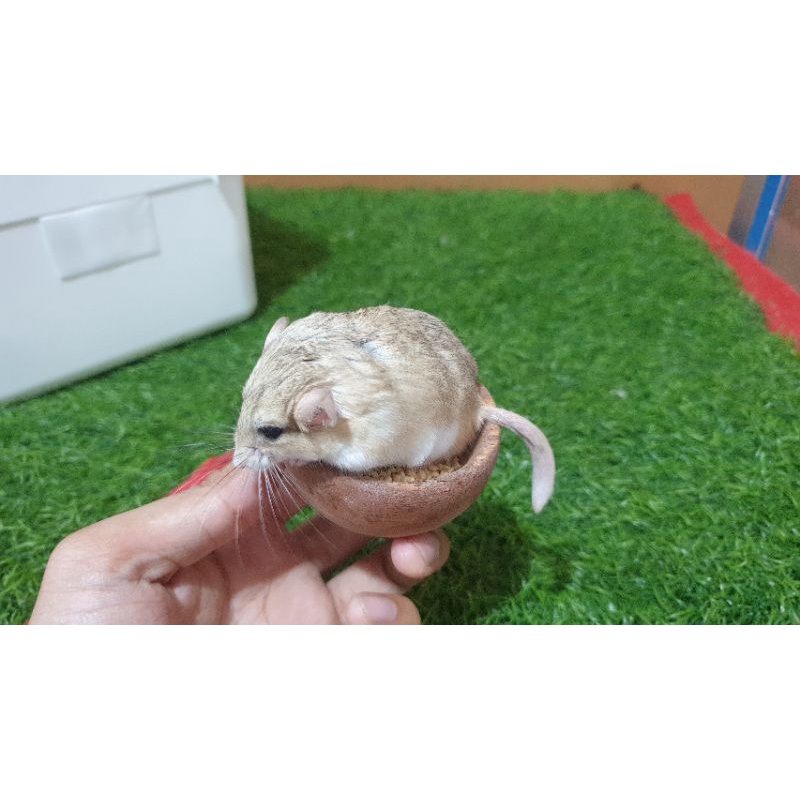 Jual Gerbil Fat Tail Garbil Hamster JANTAN