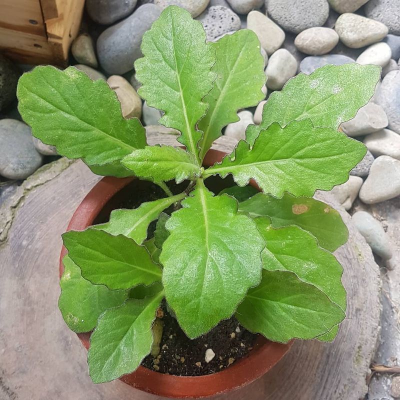 Tanaman herbal daun dewa / samsit / Gynura divaricata