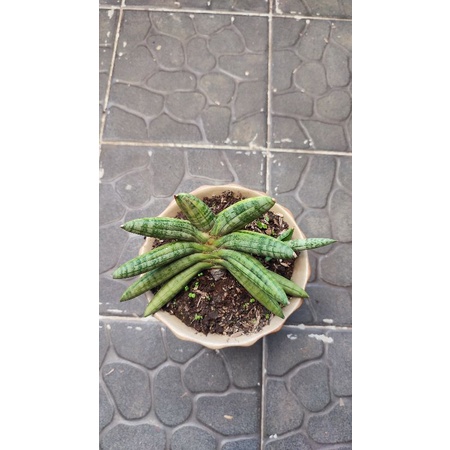 Sansiviera Boncel varigata