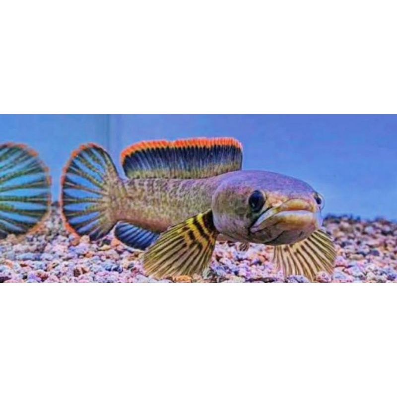 Limbata CB Rim Tebal. 100% Bagus Istimewa size 10 cm