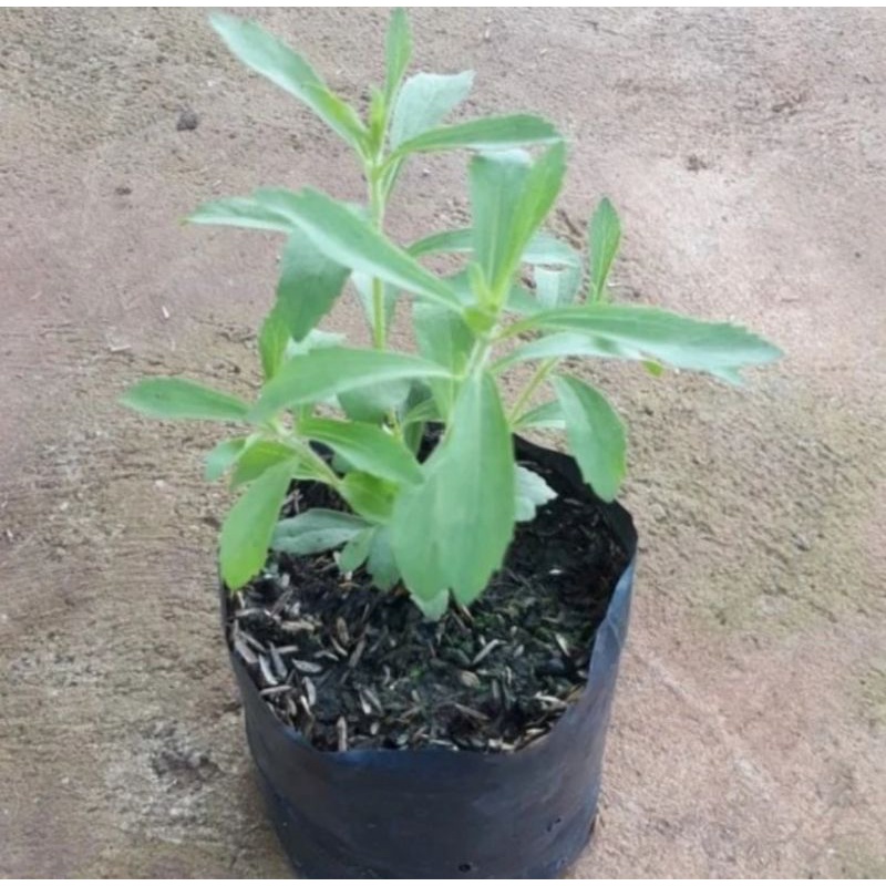 TANAMAN BIBIT STEVIA PEMANIS RENDAH KALORI STEVIA  SIAP TANAM
