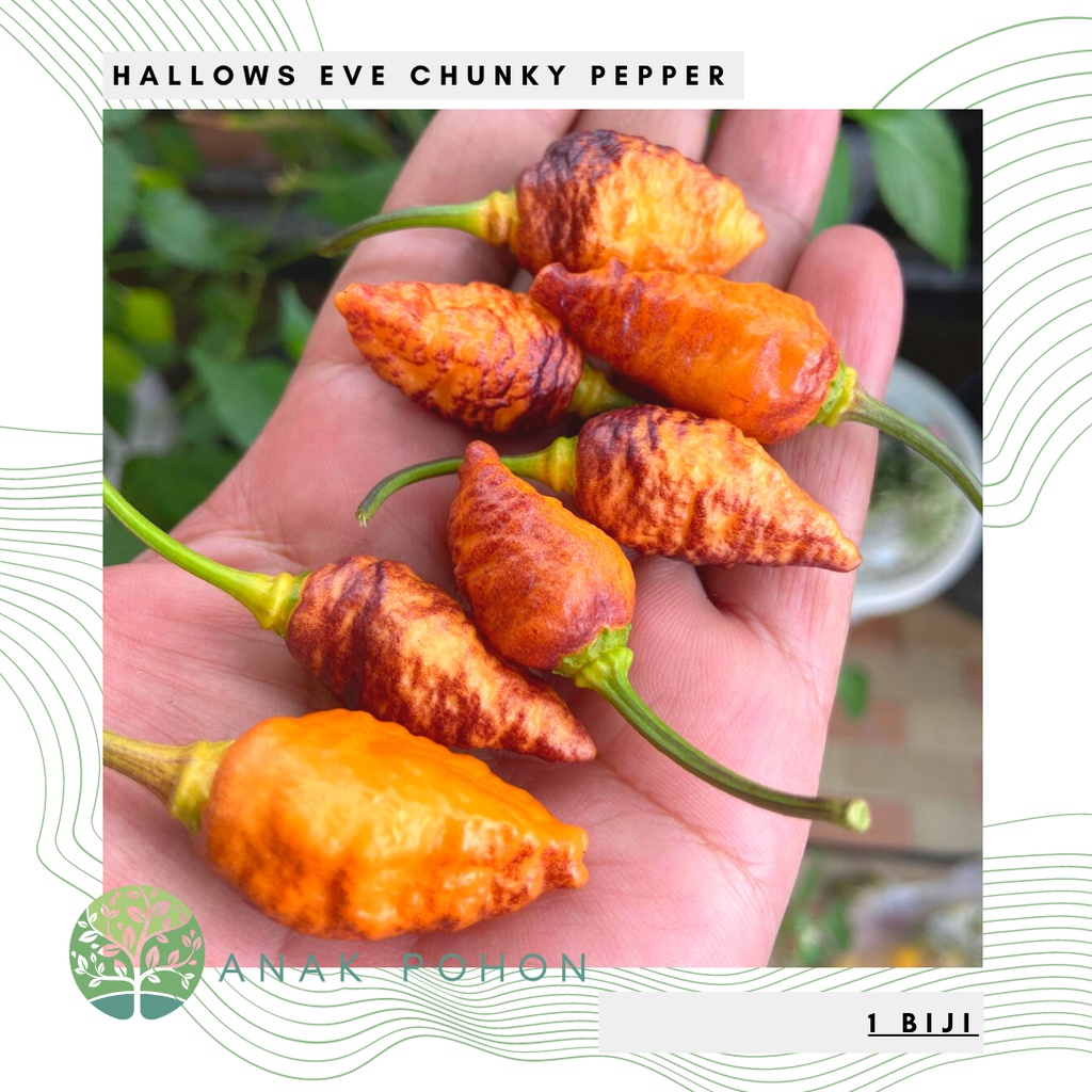 Benih Bibit Biji - Cabai Hallow's Eve Chunky Pepper Cabe Super Pedas Seeds